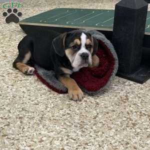 Stella, Beabull Puppy